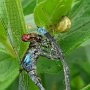 araniella curcurbitina